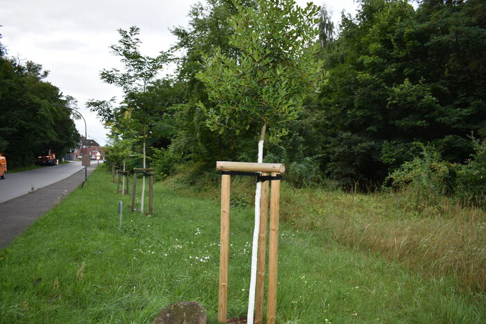 Allee der Jahresbäume wächst weiter