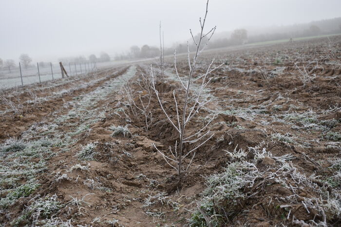 Pötrauer Höhe: Neuer Wald ist gepflanzt