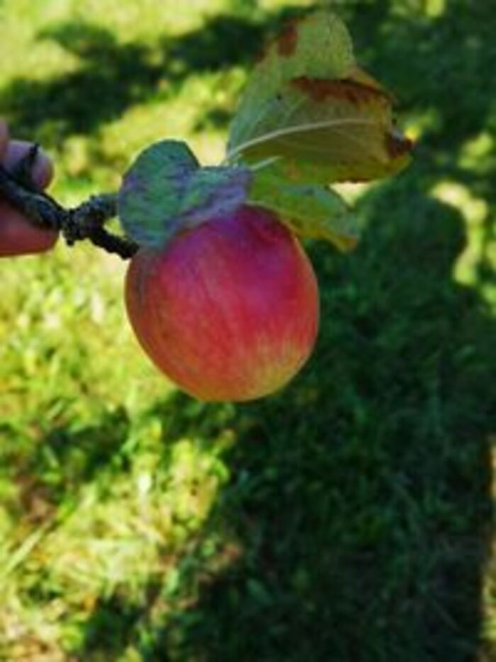 Obstbaumbestimmung