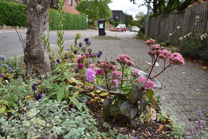 Spaß an Blumen? Werden Sie Patin oder Pate einer Pflanzinsel