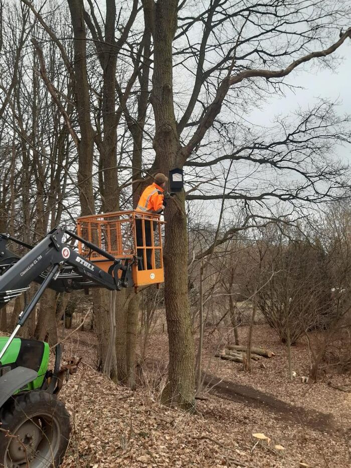Eichenprozessionsspinner – Büchen geht neue Wege zur Bekämpfung