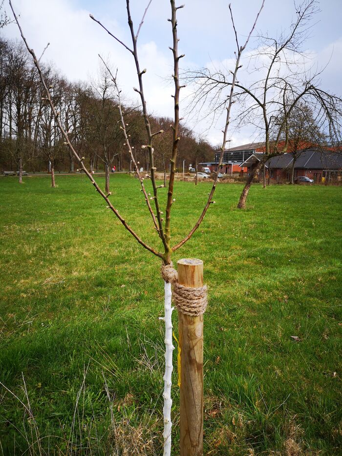 Büchen macht grün: Seit 2018 323 Bäume gepflanzt