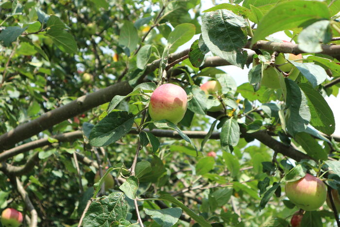 Obstbäume im Gemeindegebiet