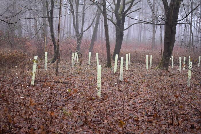 Wuchshüllen schützen Neuanpflanzungen