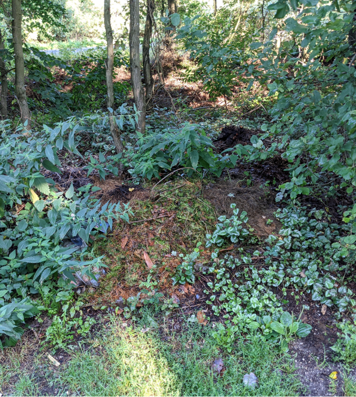 Gartenabfälle – Immer öfter wird im Knick entsorgt